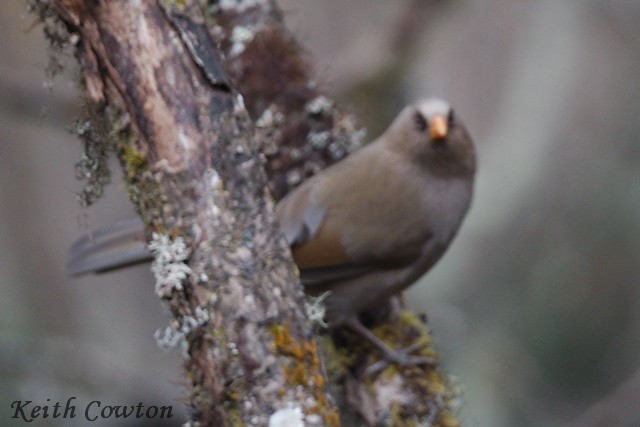 Great Parrotbill - Keith Cowton