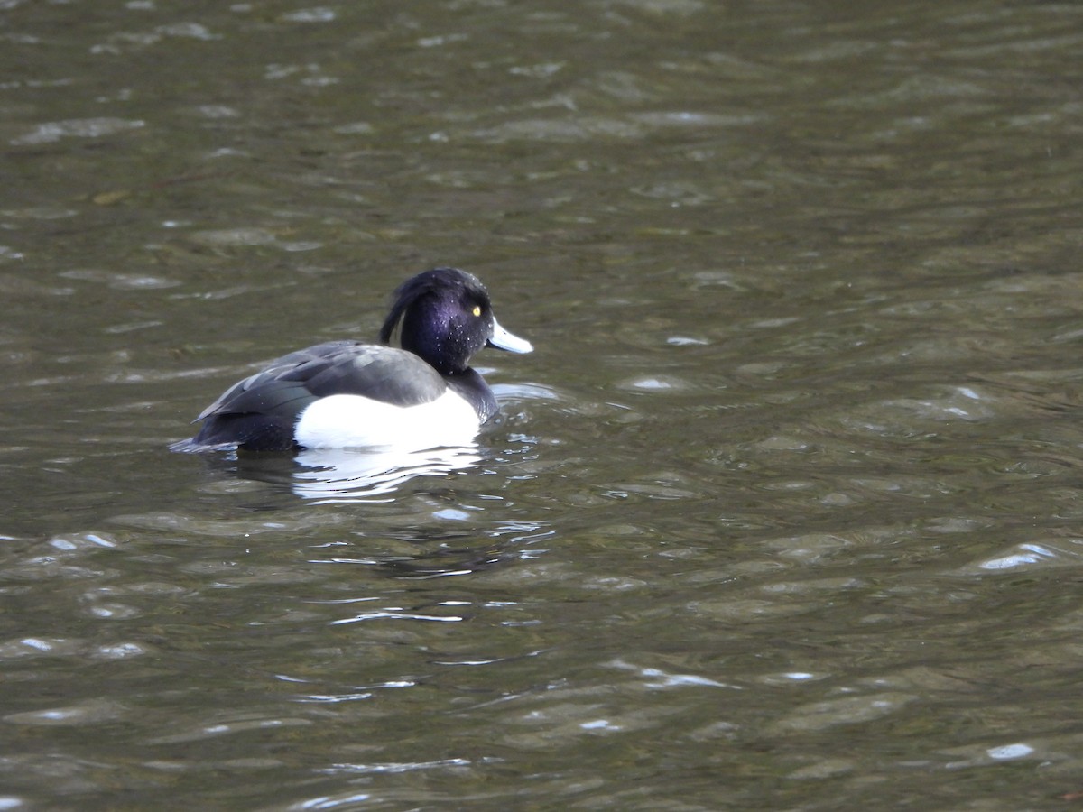 Tufted Duck - ML616855159
