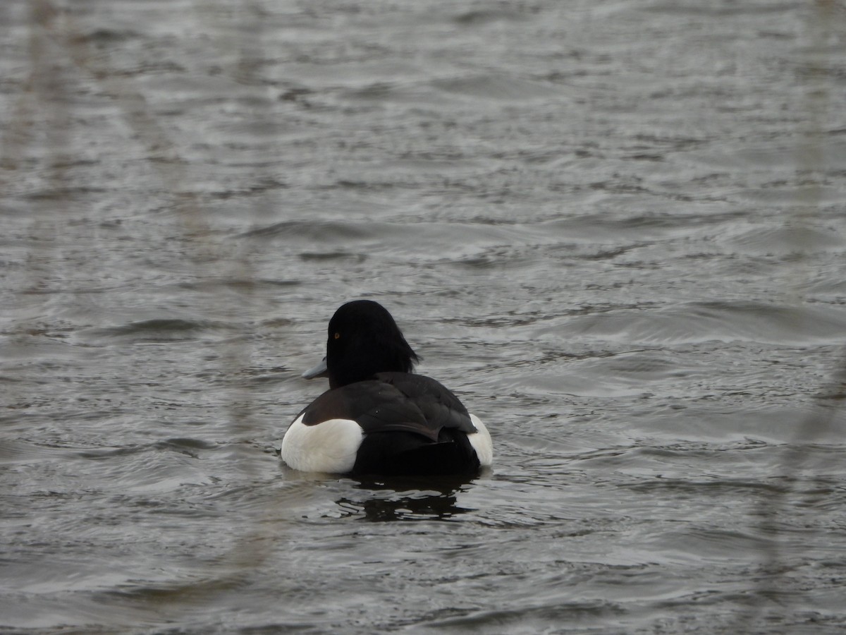 Tufted Duck - ML616855161