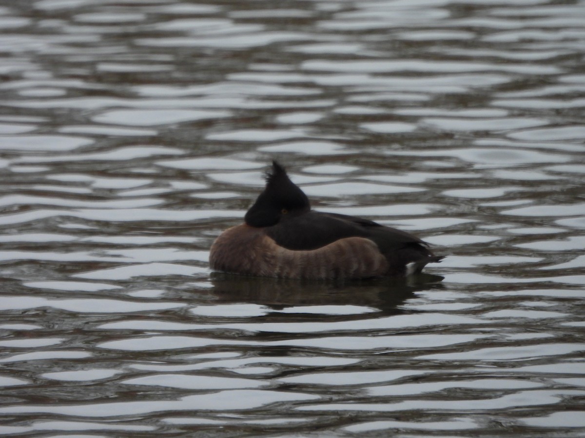 Tufted Duck - ML616855190