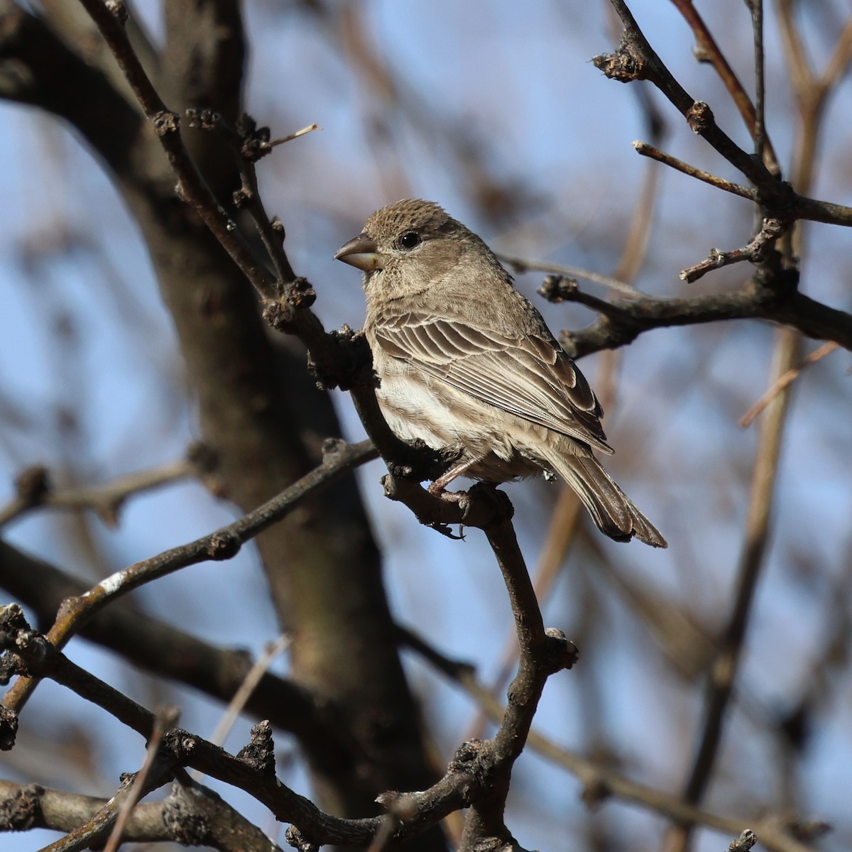 House Finch - Andy Bridges