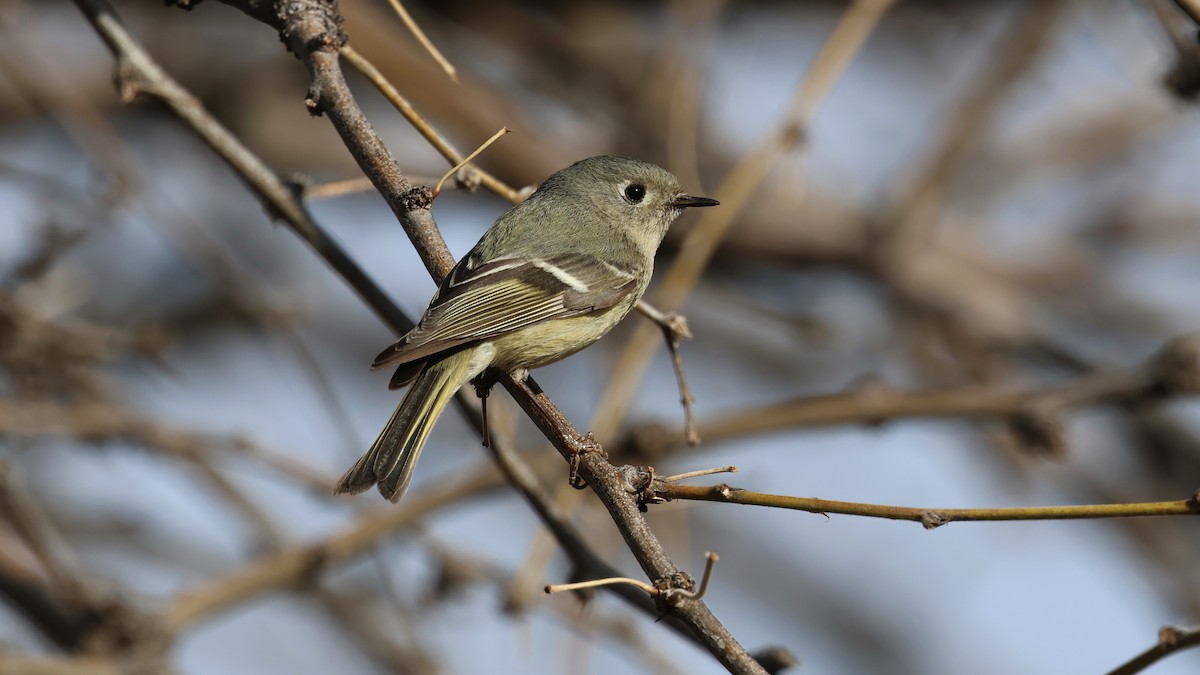 Ruby-crowned Kinglet - Andy Bridges