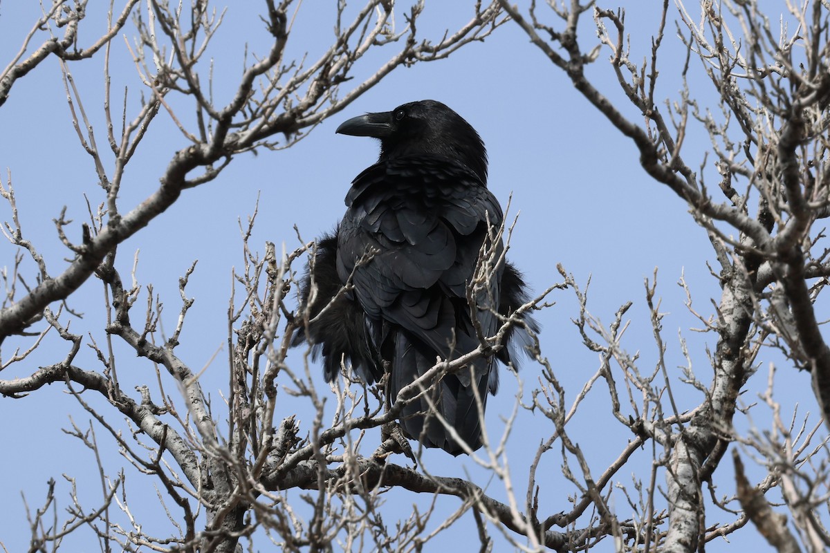 Common Raven - Andy Bridges