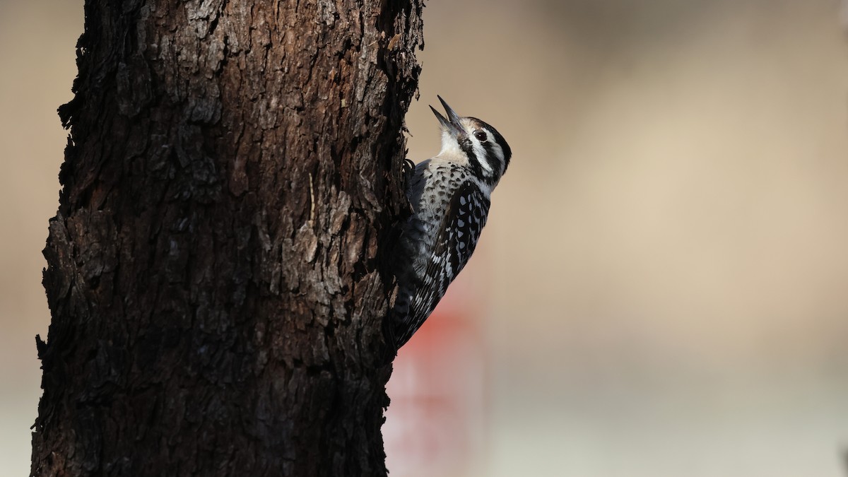 Ladder-backed Woodpecker - ML616855217