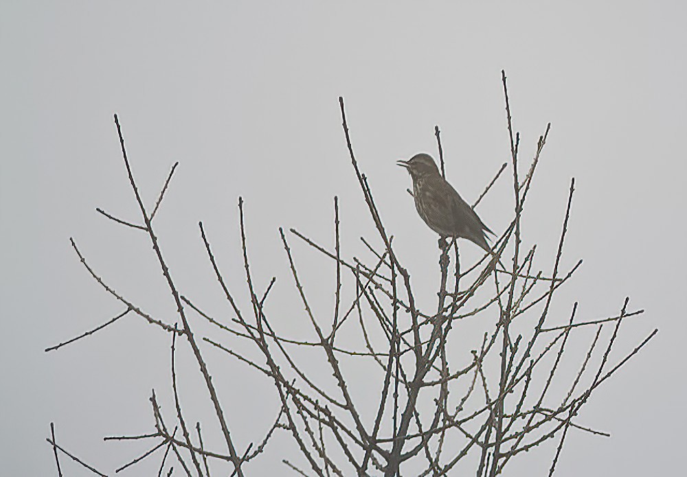 Redwing (Eurasian) - Éric Francois Roualet