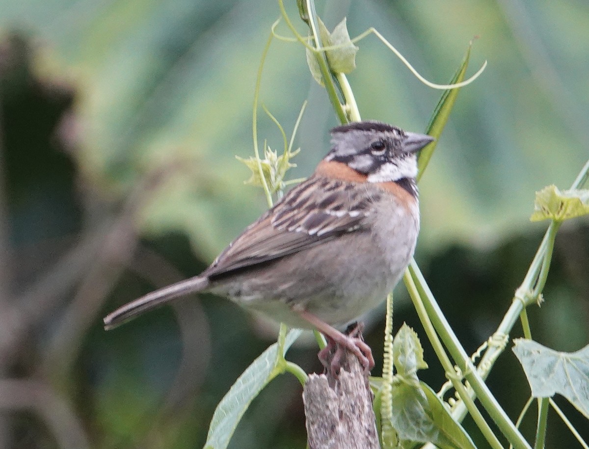 Rufous-collared Sparrow - ML616855225