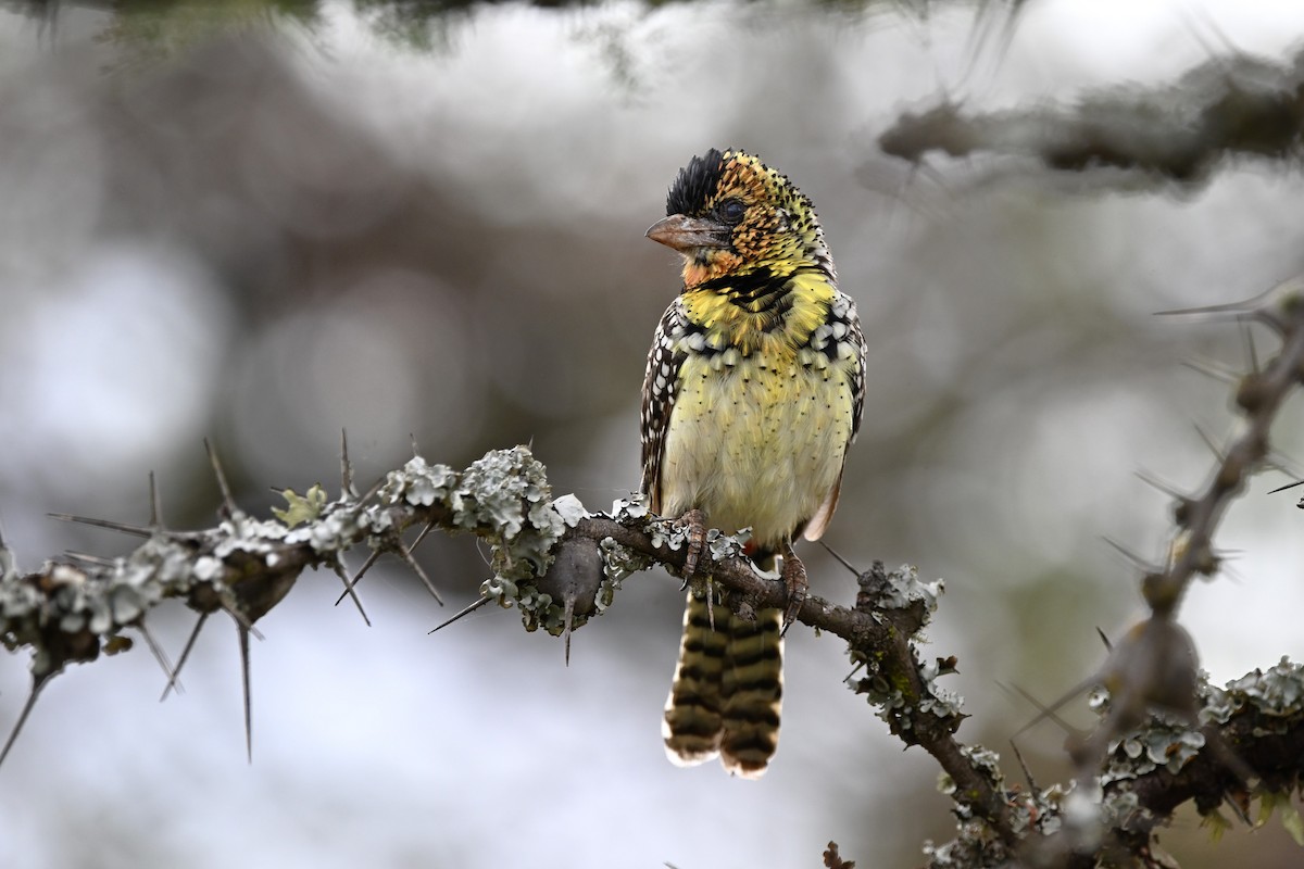 D'Arnaud's Barbet - Adarsh Nagda