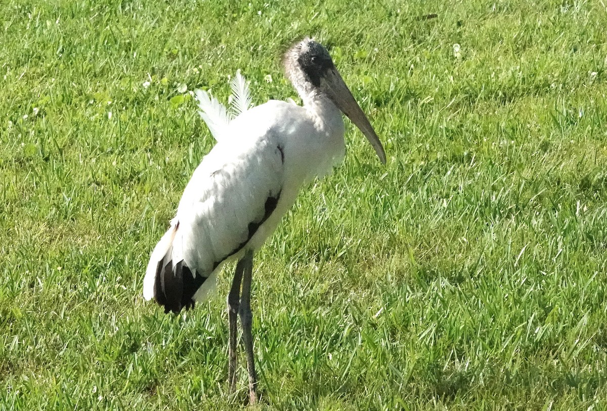 Wood Stork - ML616855292