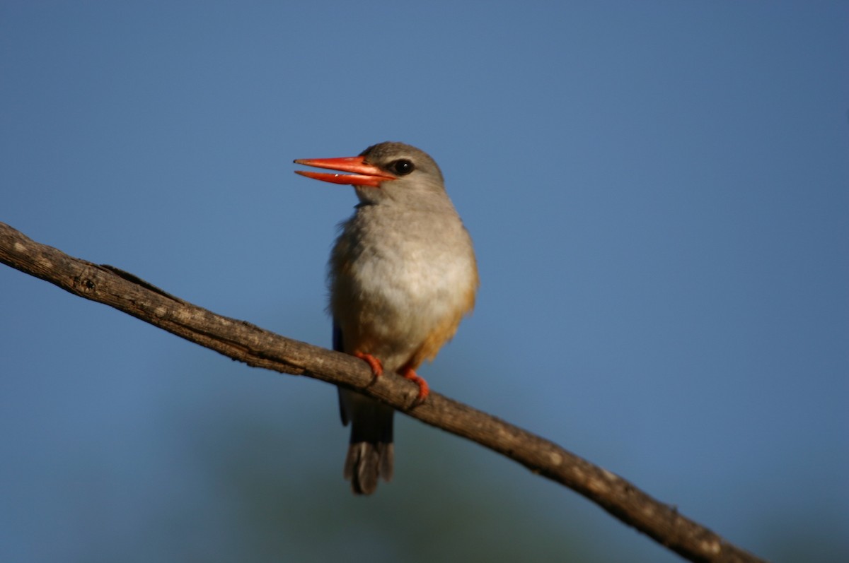 Gray-headed Kingfisher - ML616855301