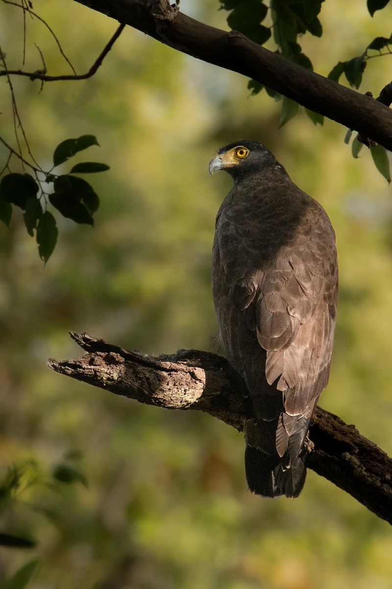 Crested Serpent-Eagle - ML616855308