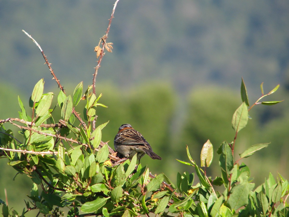 Rufous-collared Sparrow - ML616855326