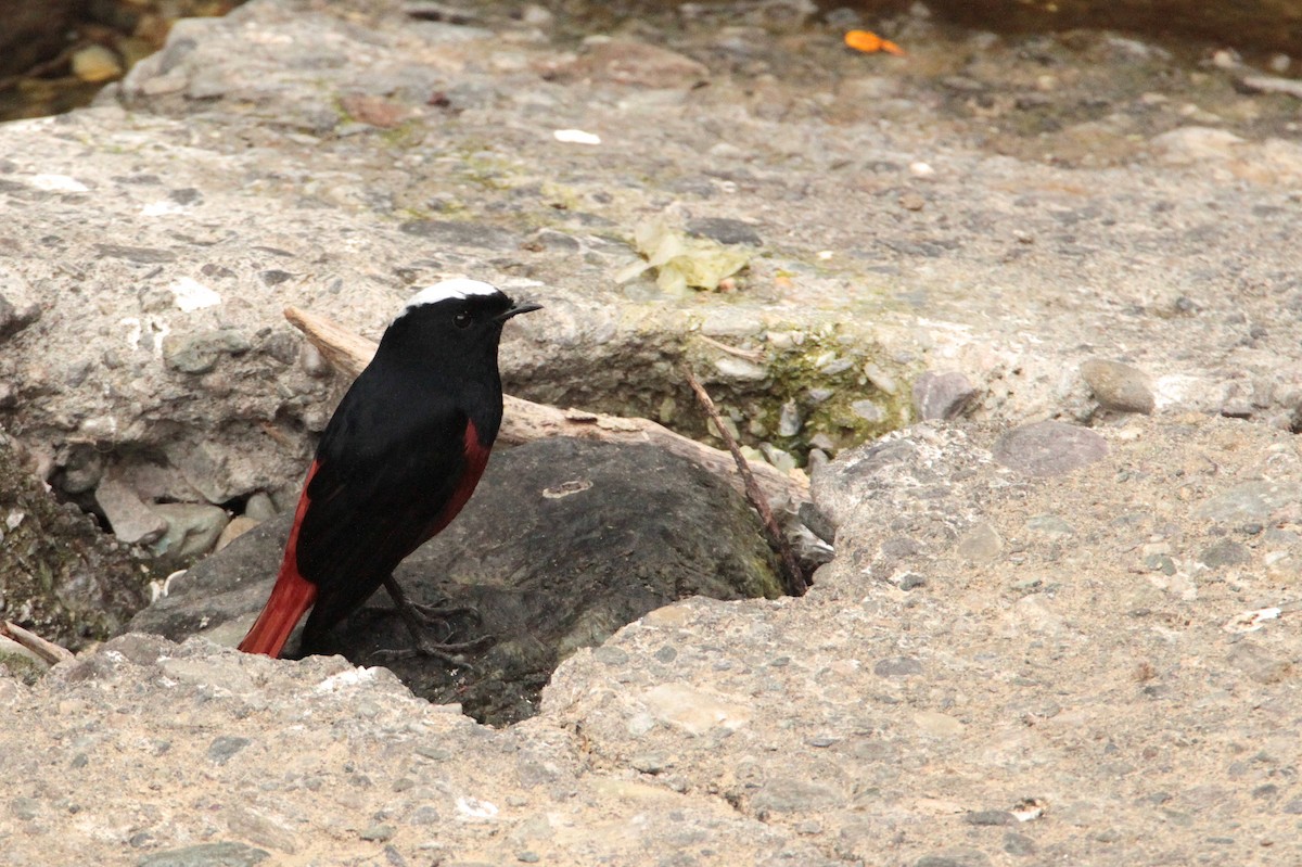 White-capped Redstart - ML616855345