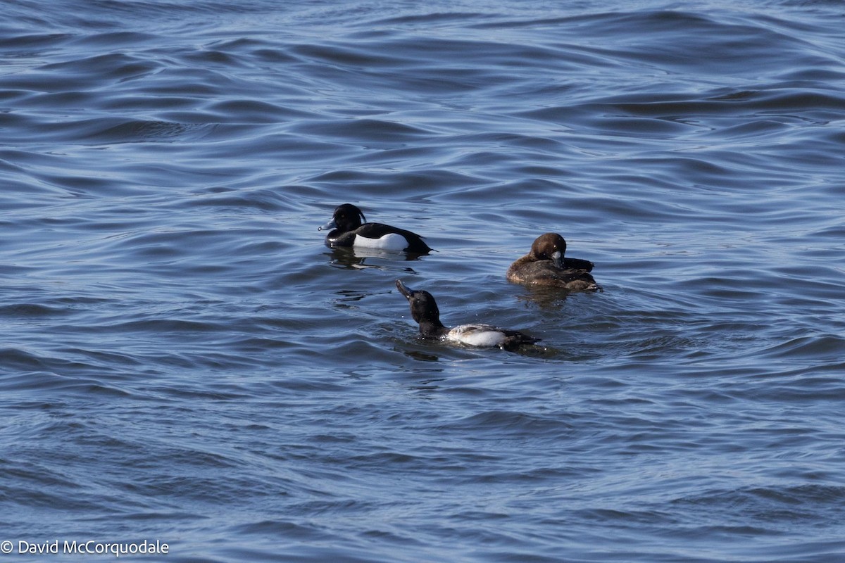 Tufted Duck - ML616855347