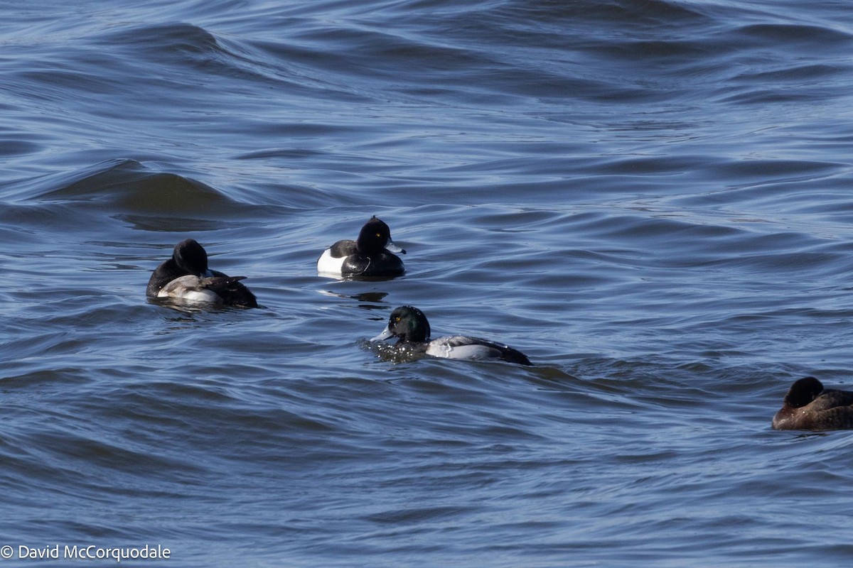 Tufted Duck - ML616855348