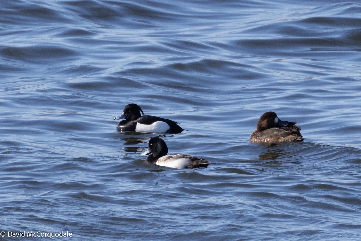 Tufted Duck - ML616855349