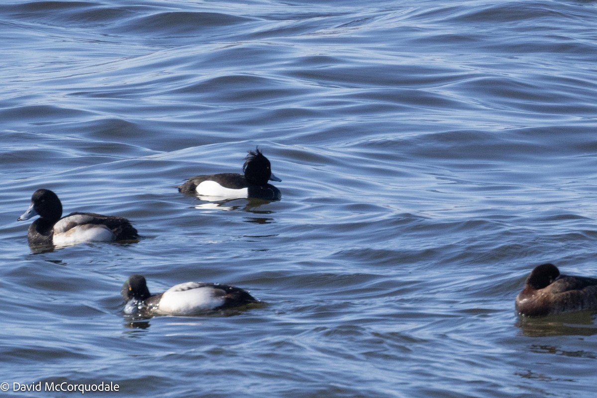 Tufted Duck - ML616855350