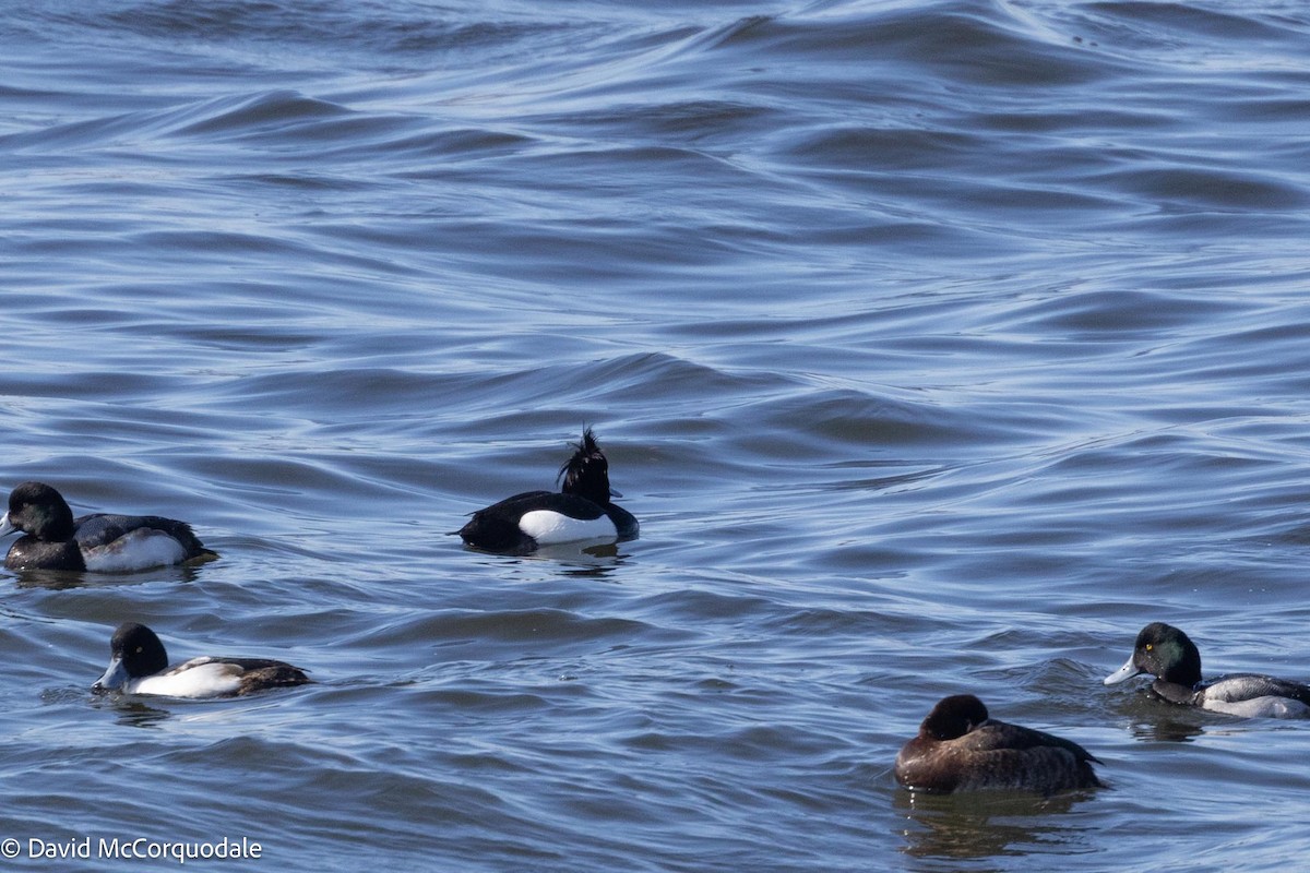 Tufted Duck - ML616855351