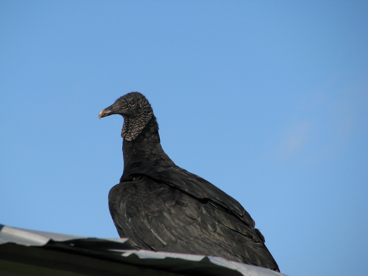 Black Vulture - ML616855365