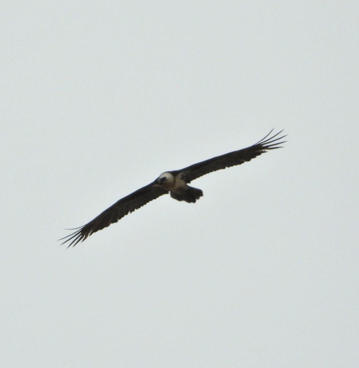 Bearded Vulture - ML616855409