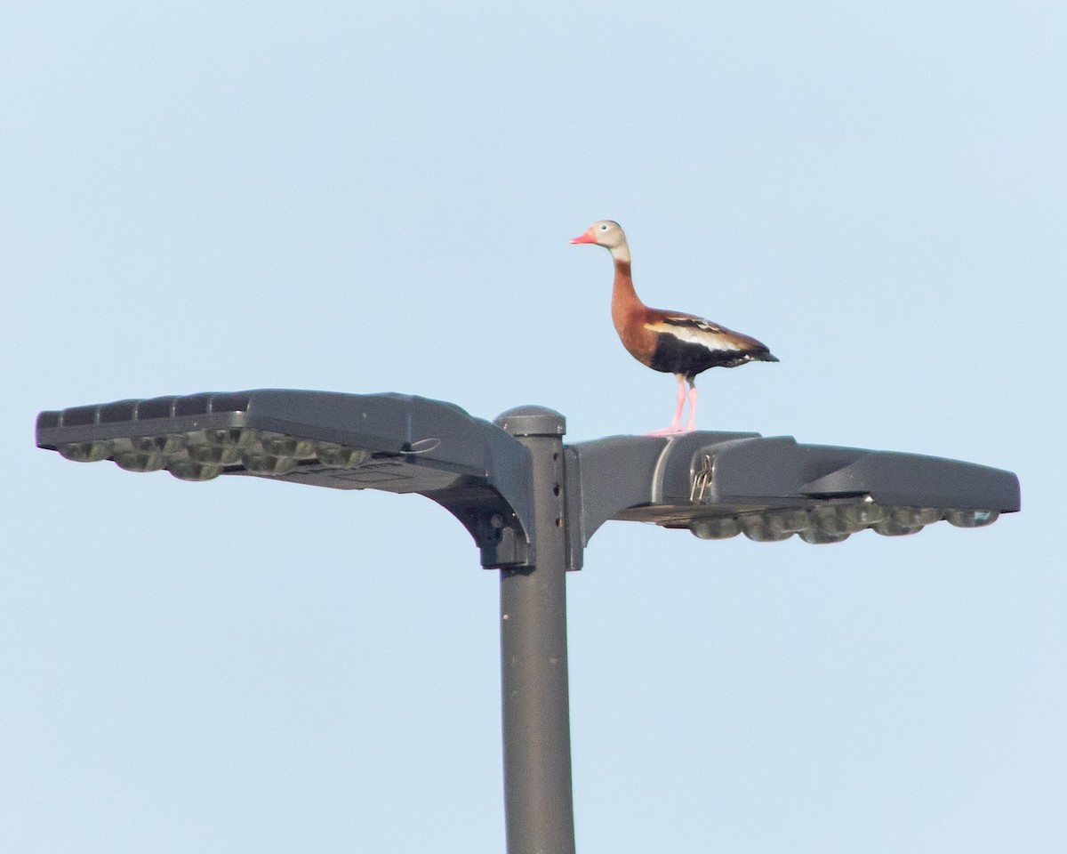 Black-bellied Whistling-Duck - ML616855437