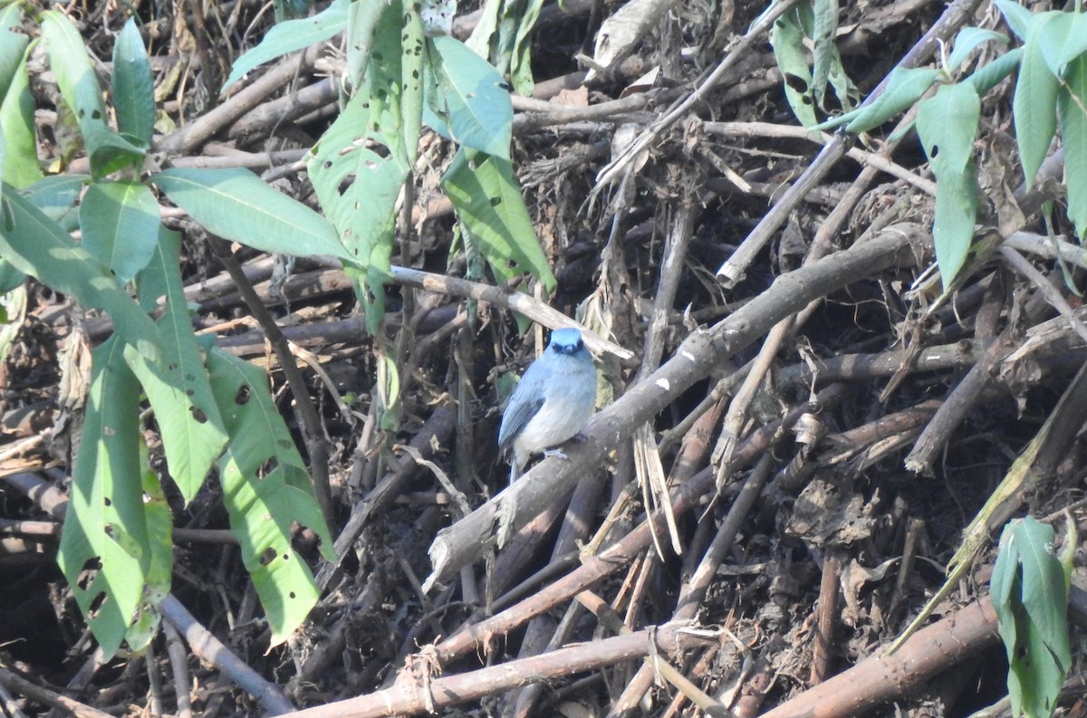 Dull-blue Flycatcher - ML616855439