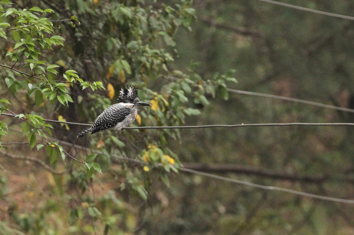 Crested Kingfisher - ML616855444