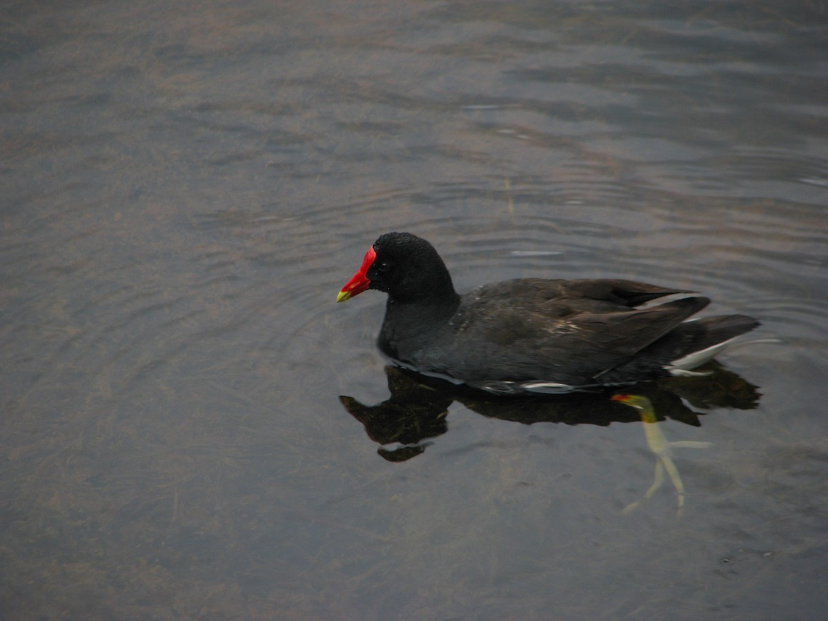 Gallinule d'Amérique - ML616855459