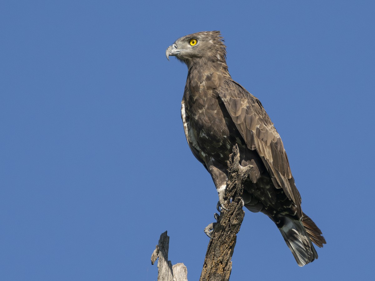 Brown Snake-Eagle - ML616855474