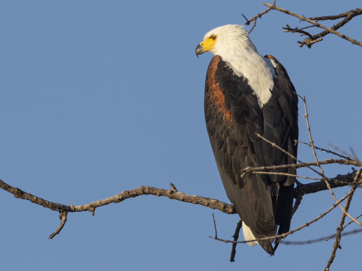 African Fish-Eagle - ML616855489
