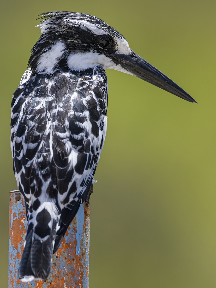 Pied Kingfisher - ML616855498