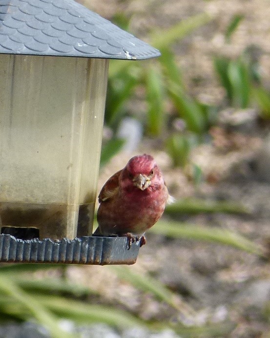 Purple Finch - ML616855511