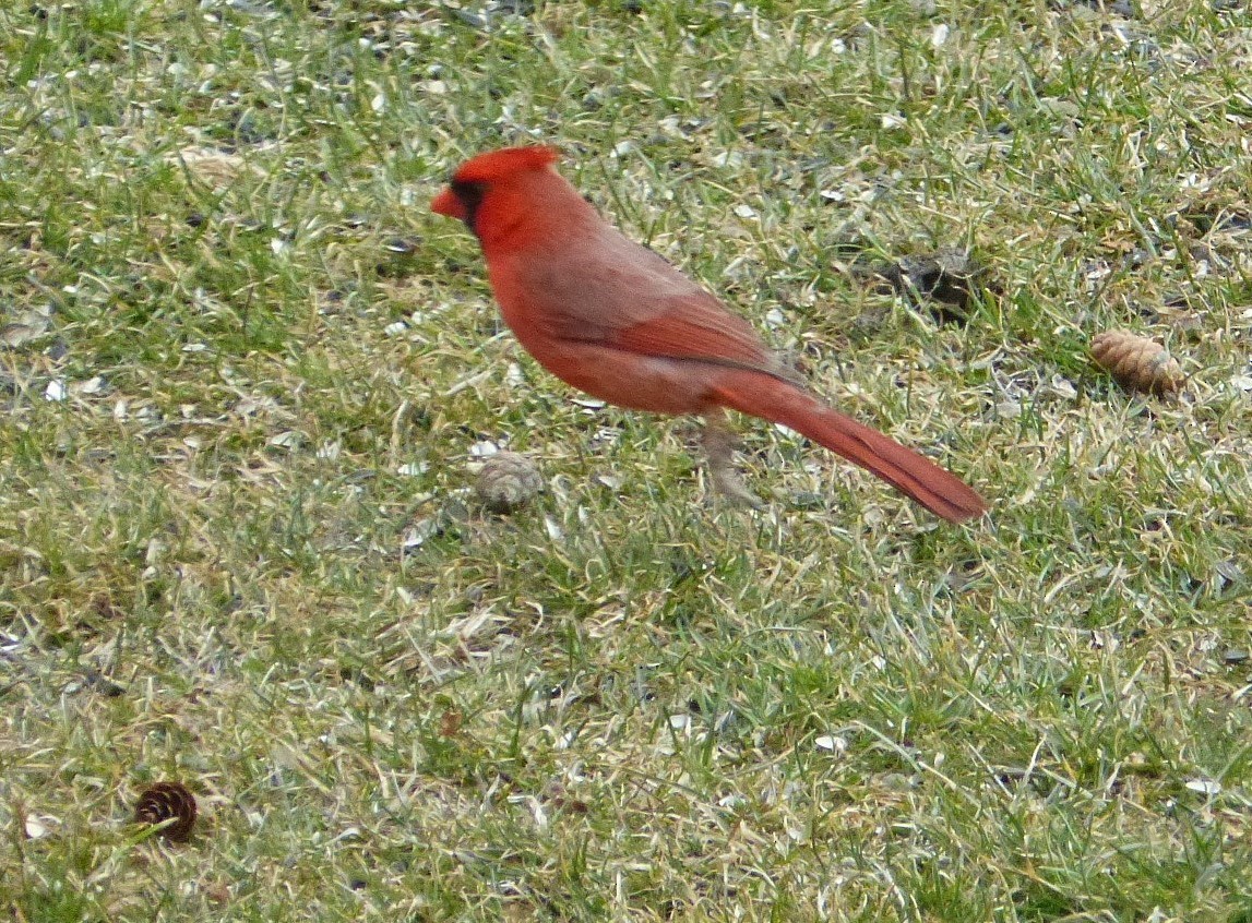 Northern Cardinal - Rénald St-Onge