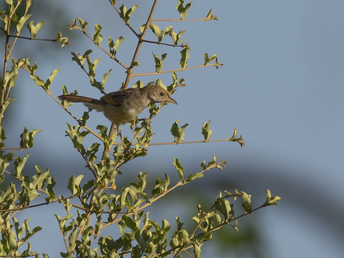 Rattling Cisticola - ML616855530