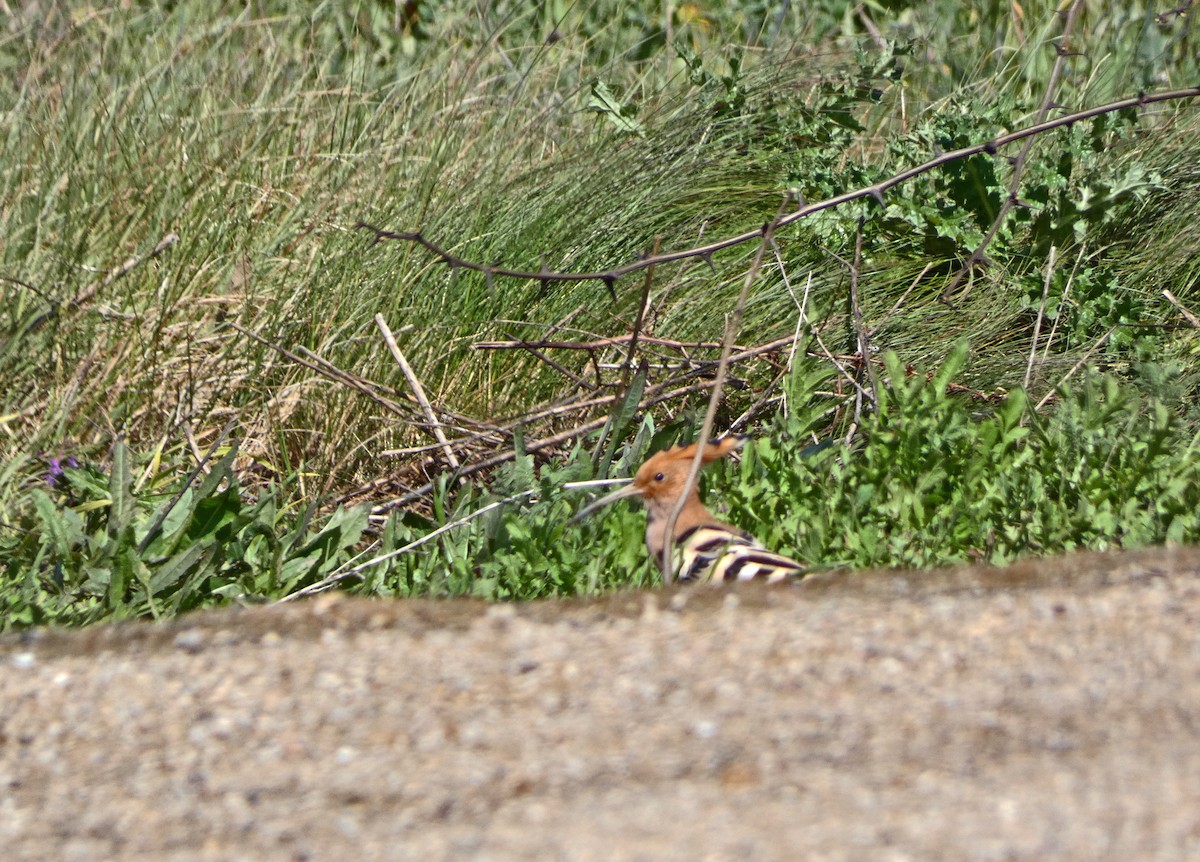 Eurasian Hoopoe - ML616855578