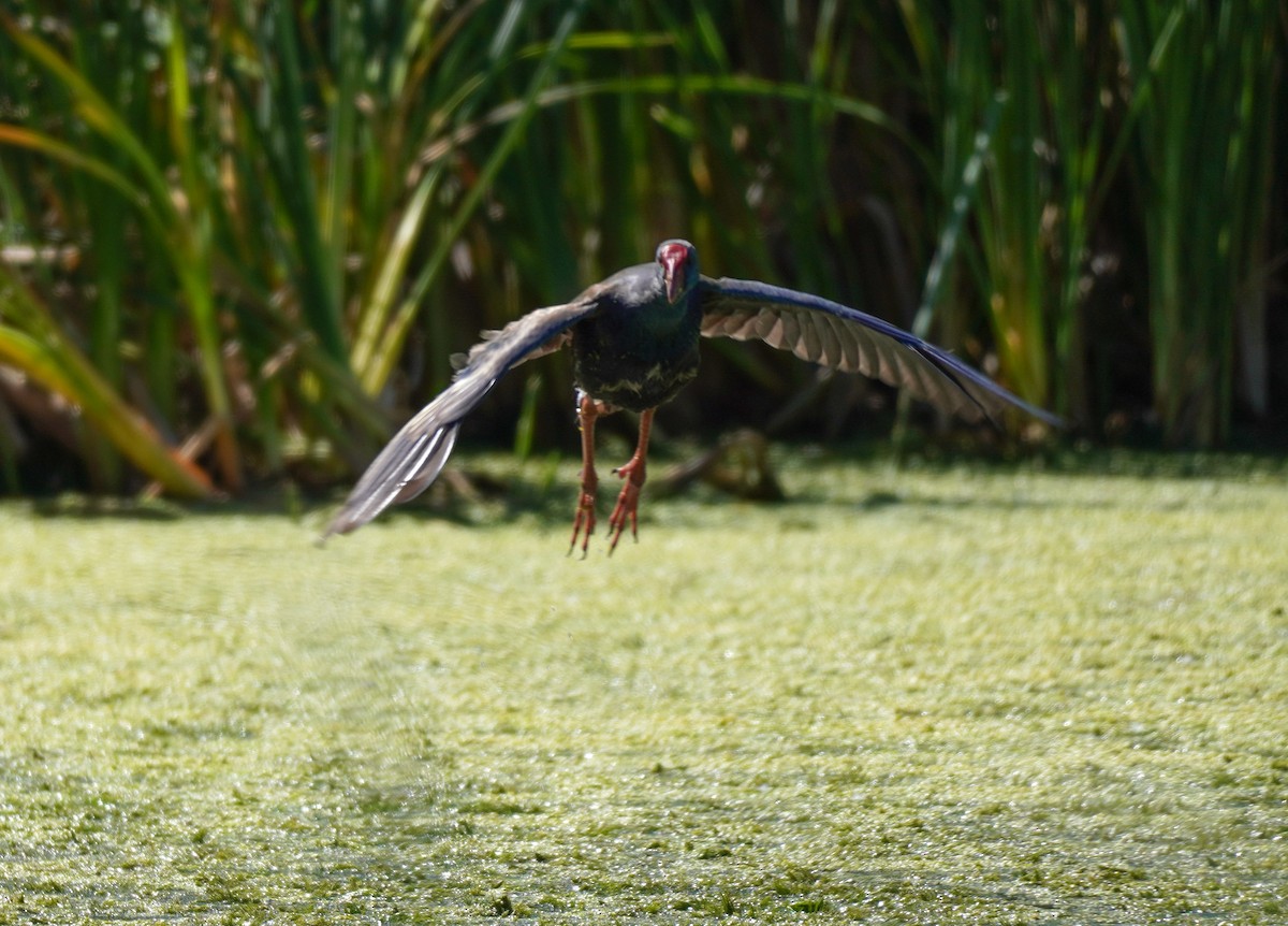 African Swamphen - ML616855590