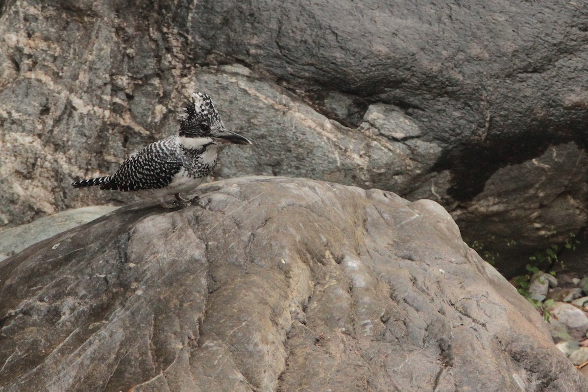 Crested Kingfisher - Marc Gálvez