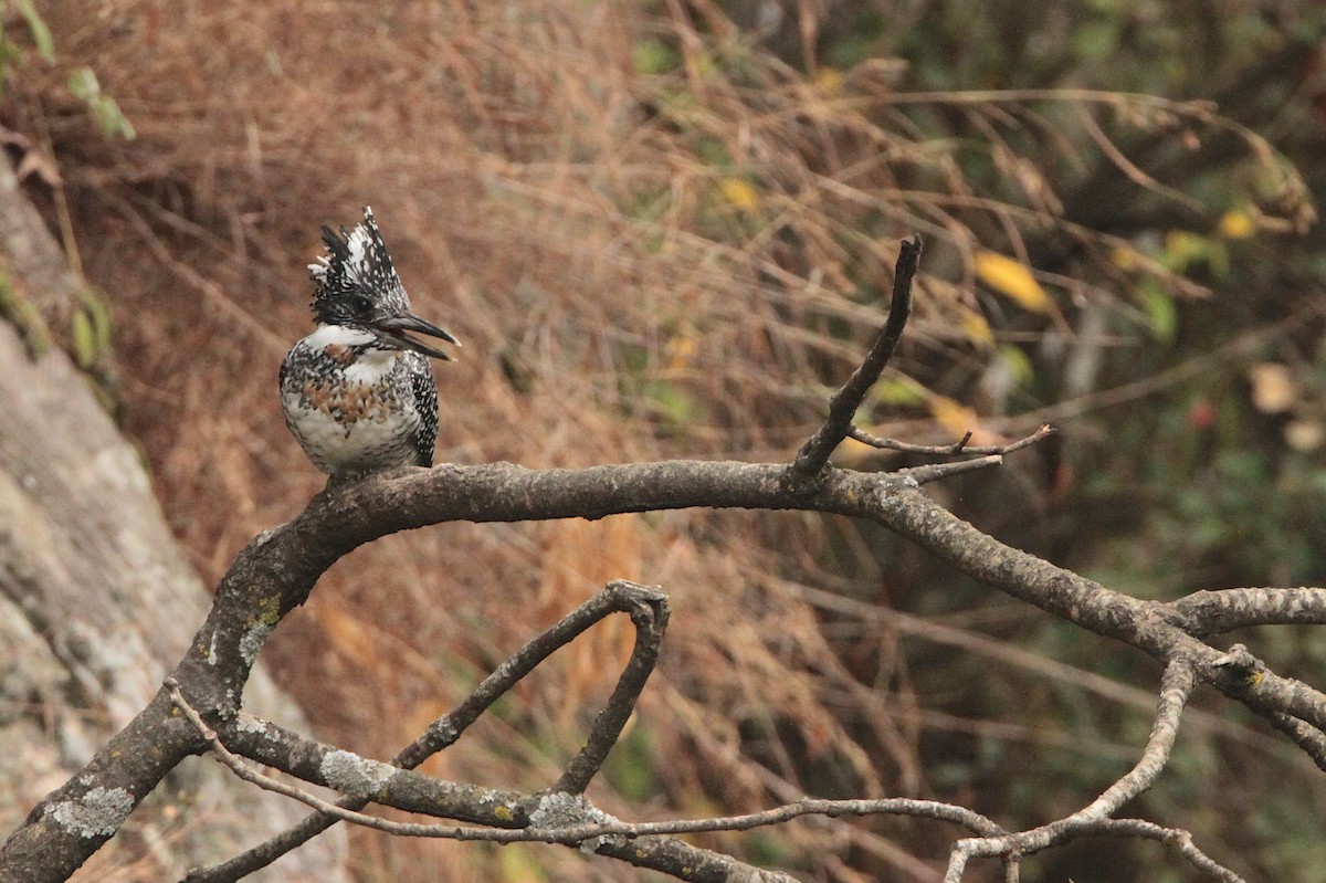 Crested Kingfisher - Marc Gálvez