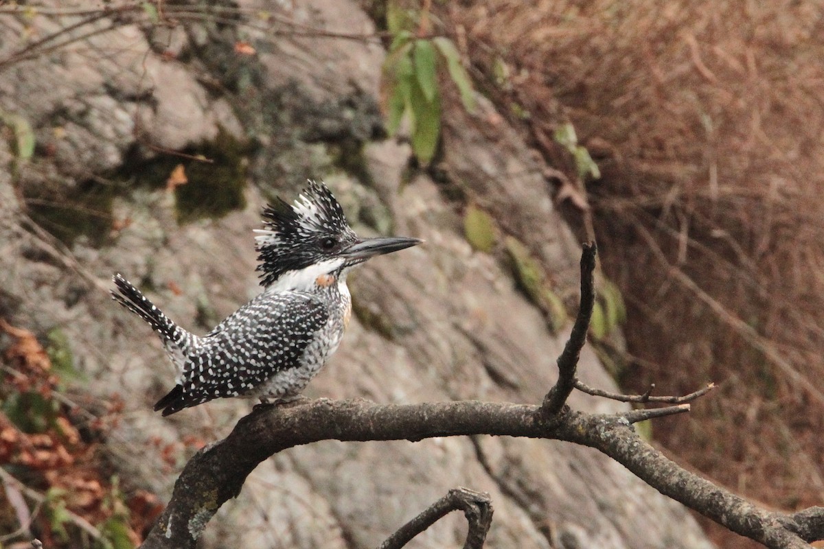 Crested Kingfisher - Marc Gálvez