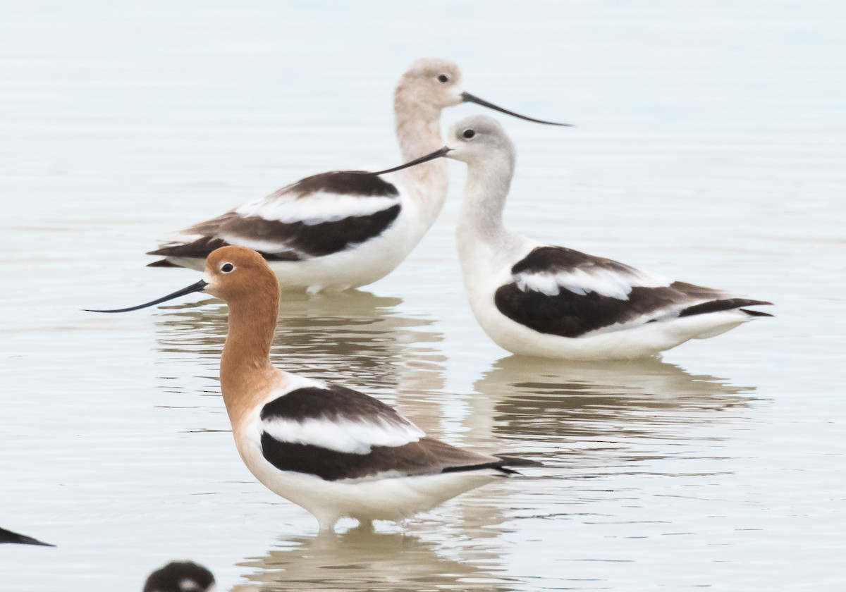 Avocette d'Amérique - ML616855687