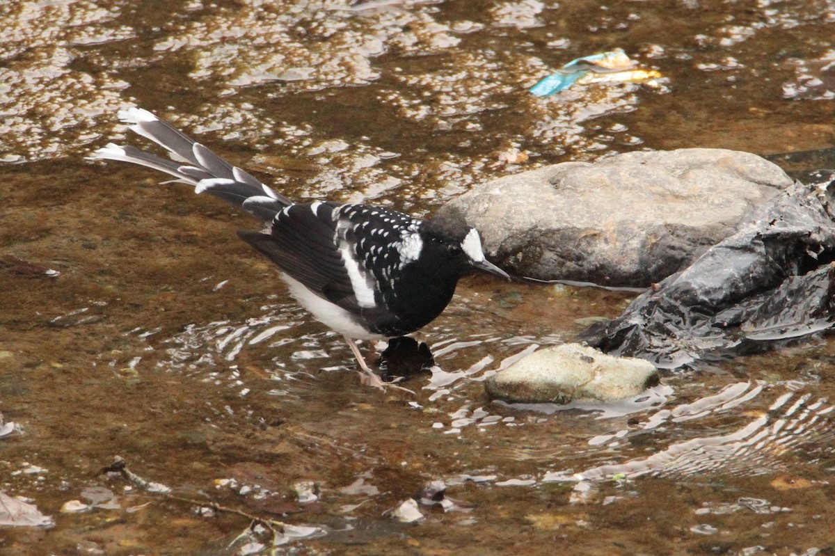 Spotted Forktail - ML616855690