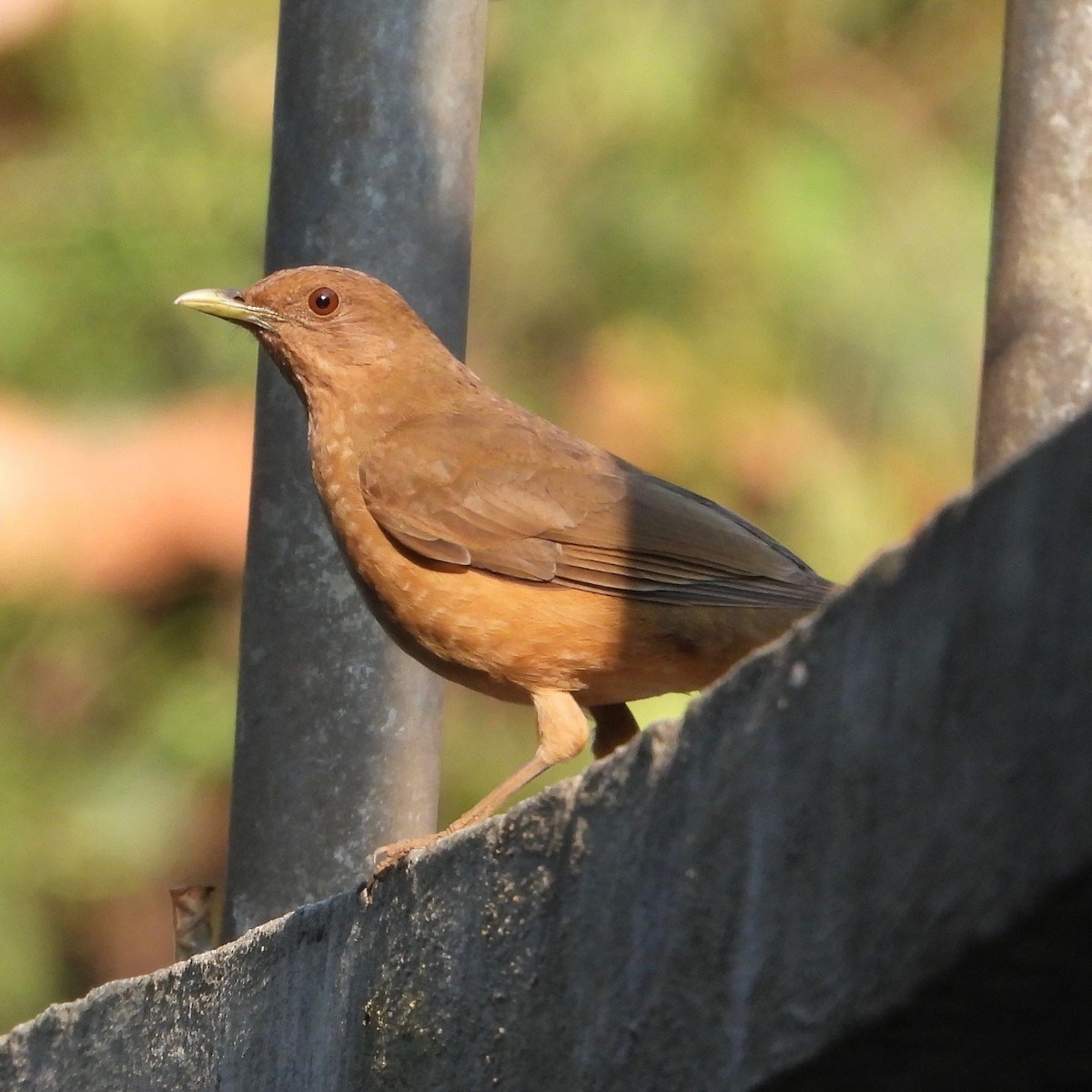 Clay-colored Thrush - ML616855699