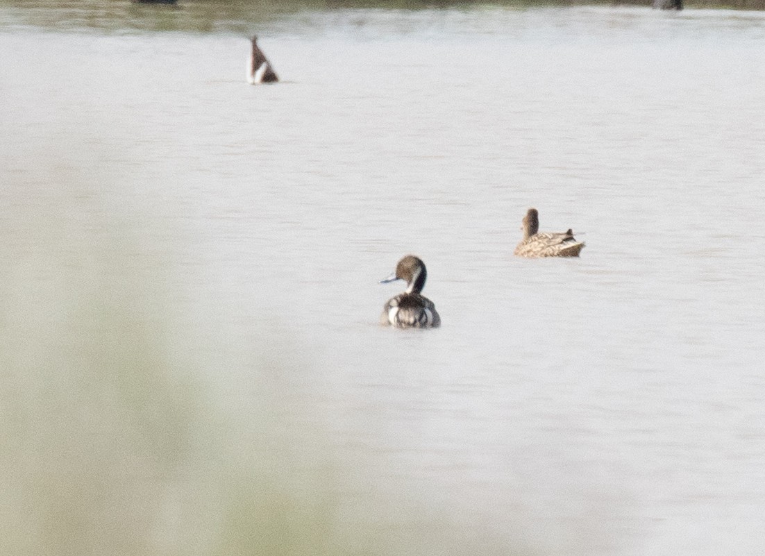 Northern Pintail - ML616855743