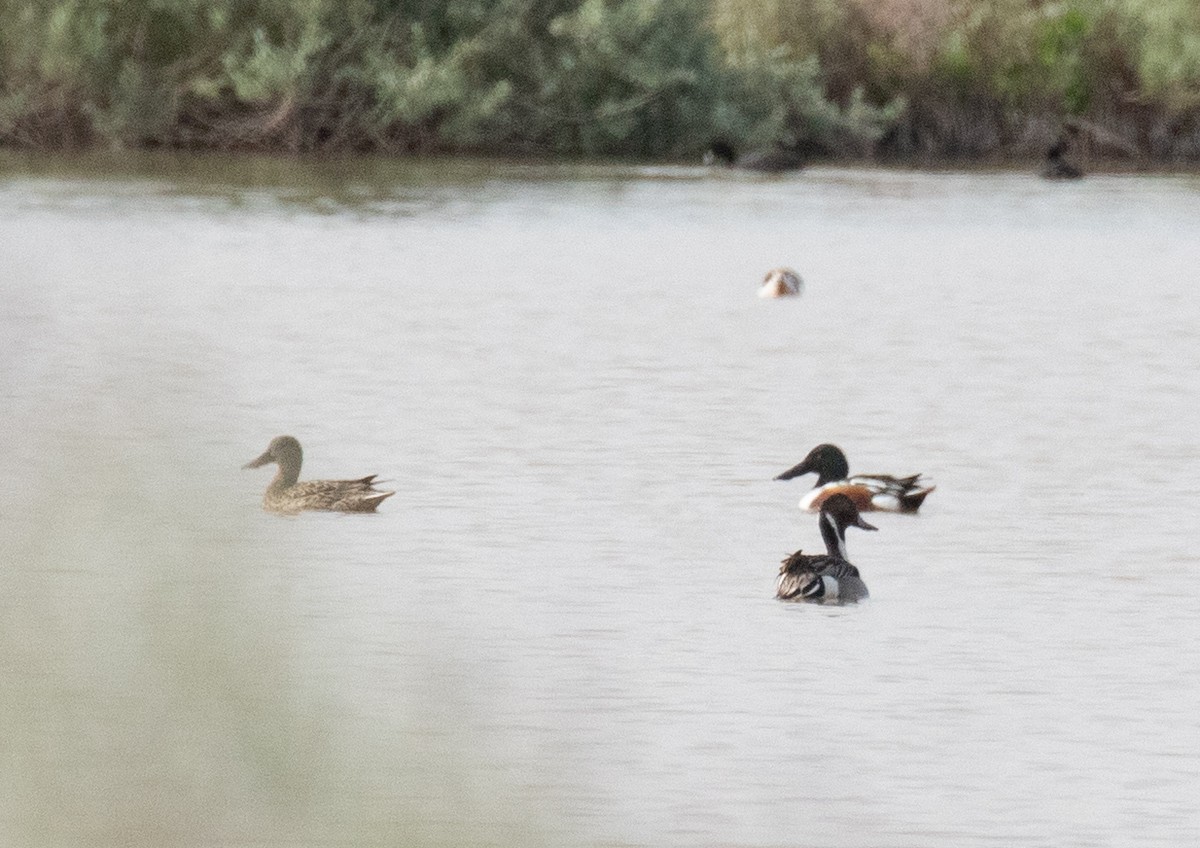 Northern Shoveler - ML616855747