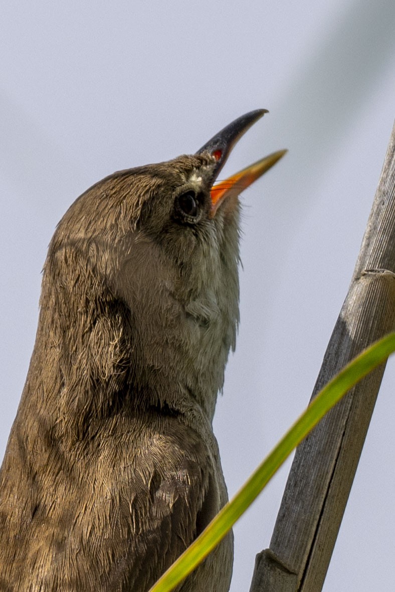 Clamorous Reed Warbler (Brown) - ML616855760