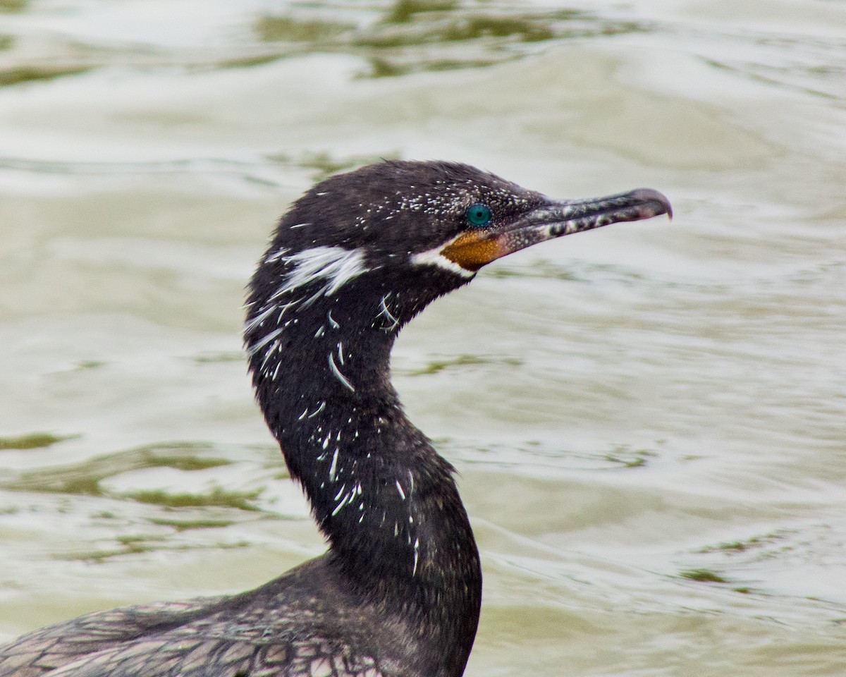 Cormorán Biguá - ML616855769