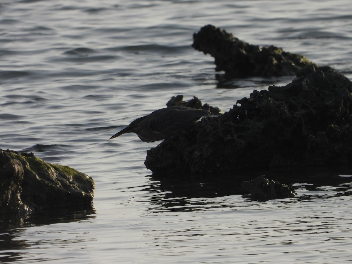 Striated Heron - ML616855772