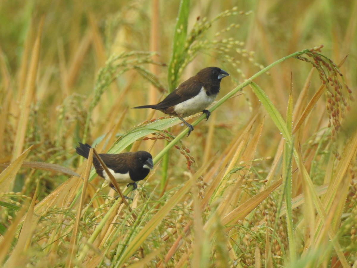 White-rumped Munia - ML616855776