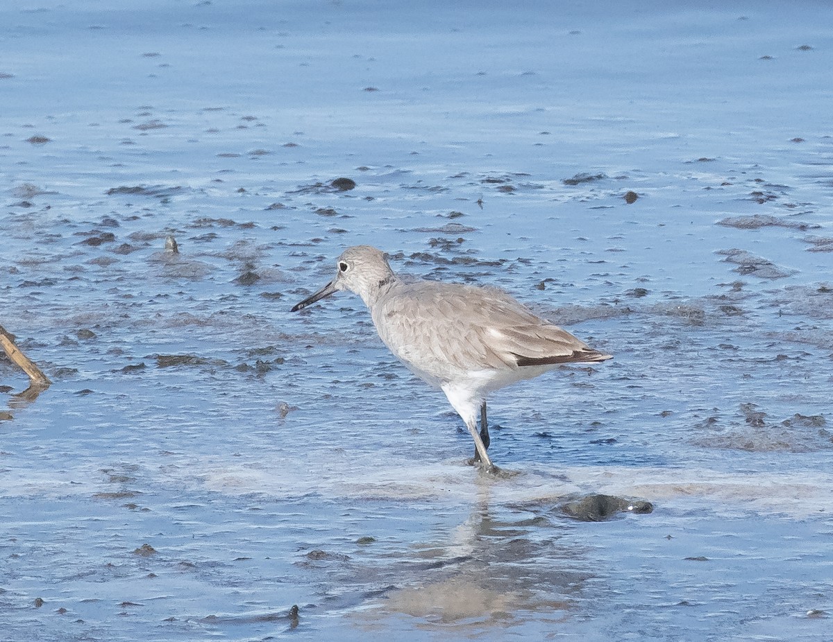 Willet - ML616855781