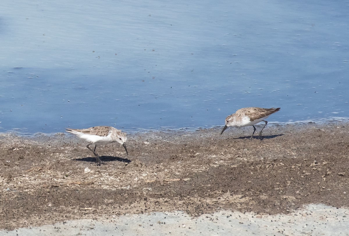 Western Sandpiper - Liam Huber