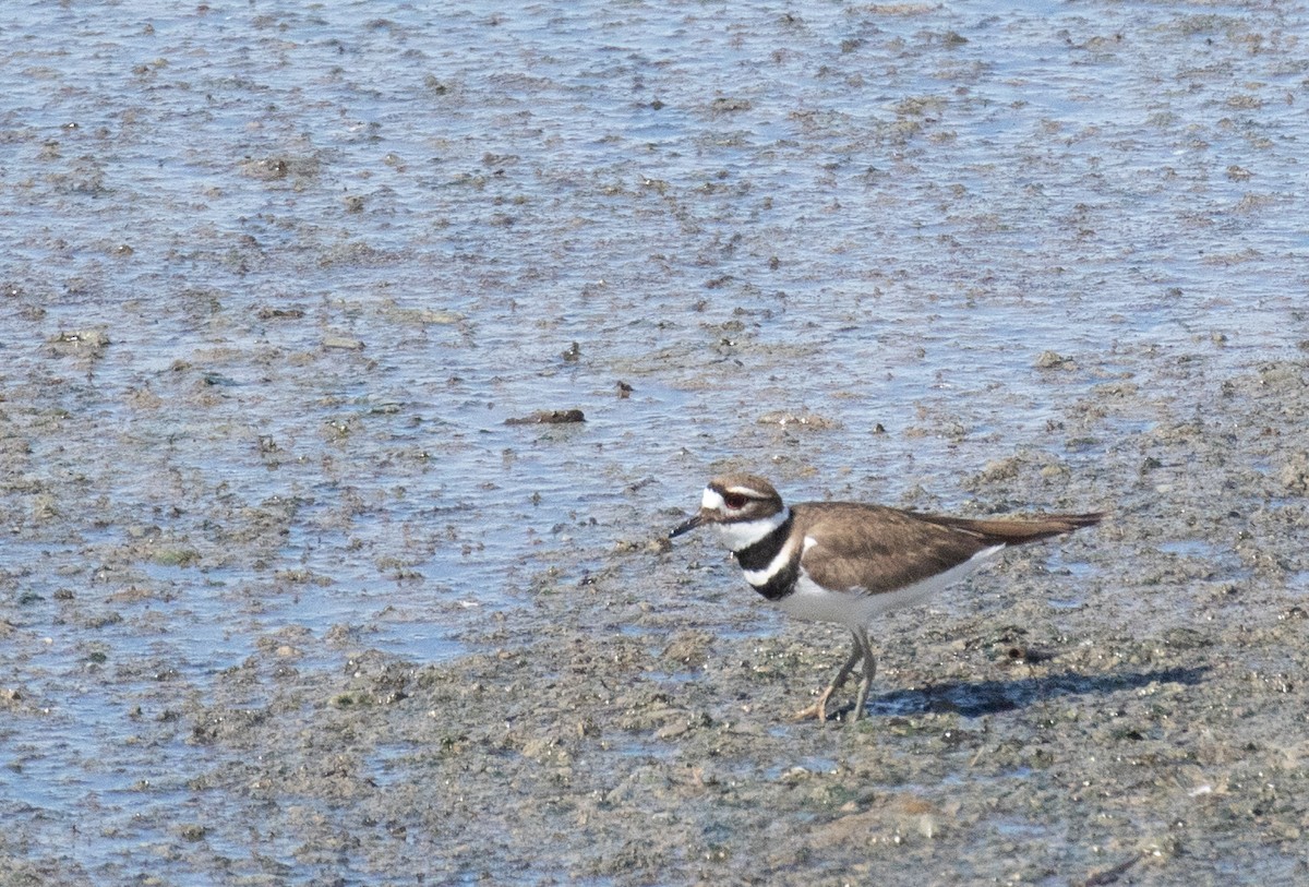 Killdeer - ML616855792